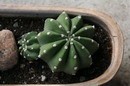 Echinopsis Subdenudata